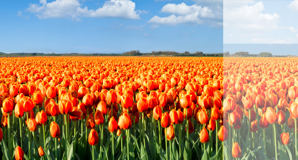 tulips